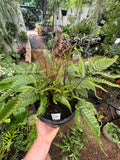 Pteris Tricolour Brake Fern