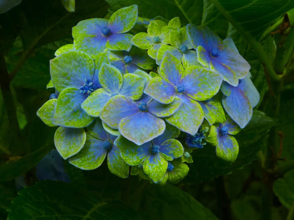 Hydrangea Goliaths Emerald