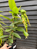 Phyllodium pulchellum Pangolin Plant - growing - enquire in store.