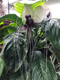 Tacca integrifolia White Bat Plant