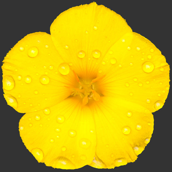 Reinwardtia indica Yellow Flax