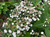 Hydrangea macrophylla Hanabi - growing - coming soon!