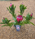 Protea Australis Ruby