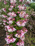 Kolkwitzia amabilis Pink Cloud