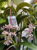 Medinilla dolichophylla Giant Chandelier Plant - Pre Order February 2024