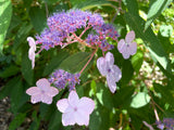 Hydrangea aspera Strigosa