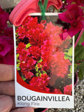 Bougainvillea Klong Fire Double Flowered Bougainvillea - growing - ready soon.