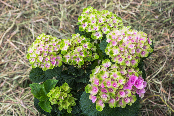 Hydrangea Amethyst