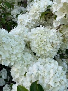 Hydrangea macrophylla Madame Emile Mouillere