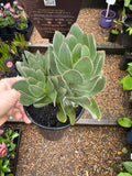 Mimetes Crackerjack Silver Mirror Bush