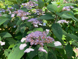 Hydrangea aspera Strigosa