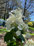 Hydrangea paniculata Brussels Lace