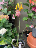 Blandfordia grandiflora Christmas Bells Yellow Form