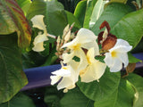 Chonemorpha fragrans Climbing Frangipani