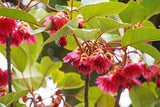 Rhodoleia championii Hong Kong Rose - Rarely Offered - growing - pre-order order in store.