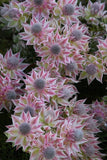 Serruria Pretty N Pink
