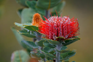 Banksia coccinea Scarlet Banksia