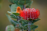 Banksia coccinea Scarlet Banksia