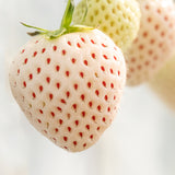 Strawberry Pineberry - Pineapple Strawberry