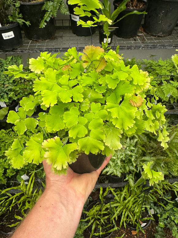 Adiantum Maidenhair Fern Fancy Form