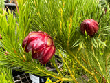 Protea nana Mountain Rose Protea