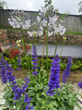 Agapanthus Fireworks