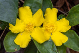 Hibbertia scandens Trailing Guinea Flower