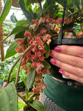 Medinilla vexillifer Jungle Beauty - growing - ready soon.
