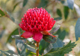 Telopea Waratah Shady Lady Red