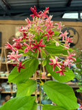 Quisqualis indica Rangoon Creeper Double Flowered Form - Pre Order - for February / March  2025