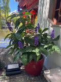 Dichorisandra thyrsiflora Blue Ginger