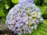 Hydrangea macrophylla Hana Temari (Hanatemari) - (in store only at this time - please enquire in store)