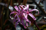 Crinum Wine Time