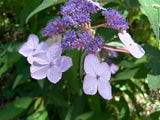Hydrangea aspera Strigosa