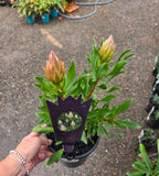 Protea cynaroides Autumn Prince - Dwarf King Protea