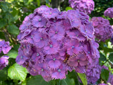 Hydrangea Parsival - pruned back