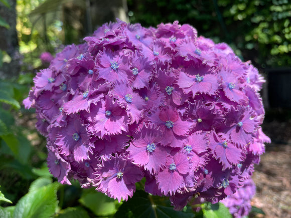 Hydrangea Prince Henry