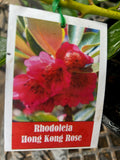 Rhodoleia championii Hong Kong Rose - Rarely Offered - growing - pre-order order in store.