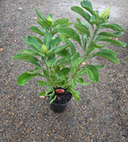 Telopea Waratah Shady Lady Crimson