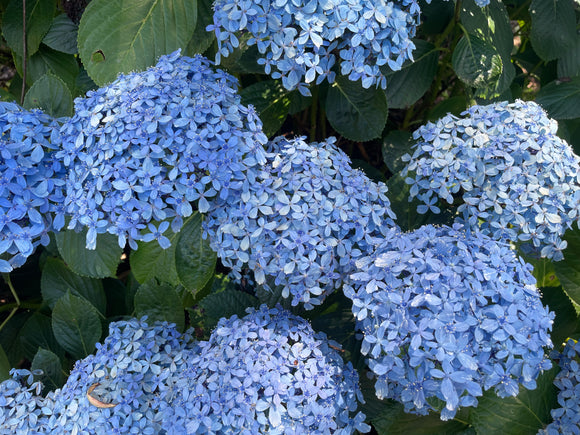 Hydrangea Snell