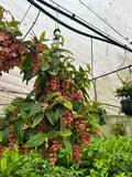 Medinilla vexillifer Jungle Beauty - growing - ready soon.