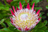Protea cynaroides Dwarf King Protea - Little Prince