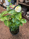 Jasminum Emperor Jasmine