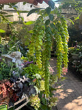Phyllodium pulchellum Pangolin Plant - growing - enquire in store.