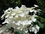 Hydrangea paniculata Brussels Lace