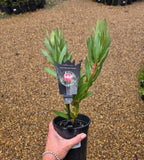 Protea Australis Ruby