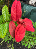 Quisqualis mussiendafolia Red Riot - Growing - Ready September 2025