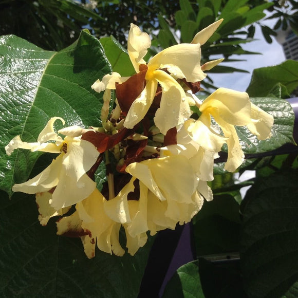 Chonemorpha fragrans Climbing Frangipani - growing - enquire in store