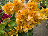 Bougainvillea Aussie Gold Double Flowered Bougainville - Growing for spring 2025
