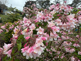 Kolkwitzia amabilis Pink Cloud